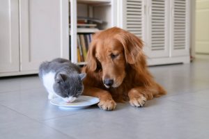 softbank petlove