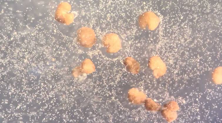 xenobots, células-tronco