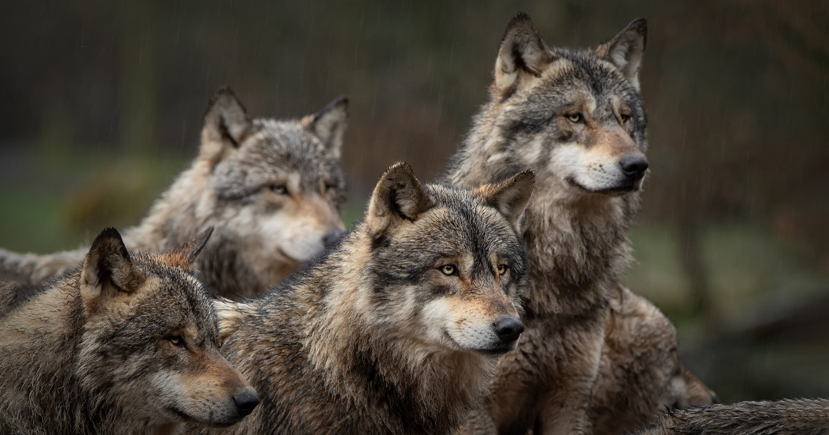 Lobos, animais, inteligência artificial, animal, matilha, ia,