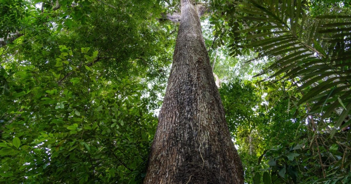 Fundação Amazônia Sustentável; Dia da Amazônia; mudanças climáticas. Imagem: Shutterstock
