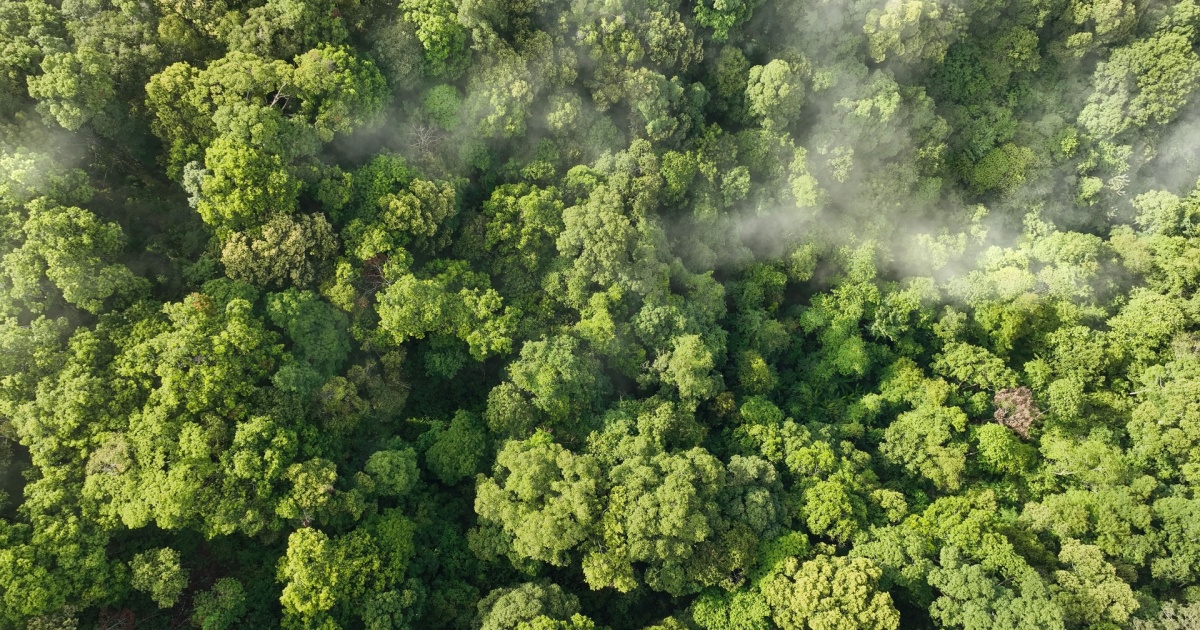 Vista aérea da floresta Amazônica, destacando a densidade de árvores verdes e a presença de névoa suave entre a vegetação. A imagem transmite a grandiosidade e a biodiversidade da maior floresta tropical do mundo (Meta, carbono, floresta, emissões, reflorestamento, amazônia, ics, 4G, Suzano)