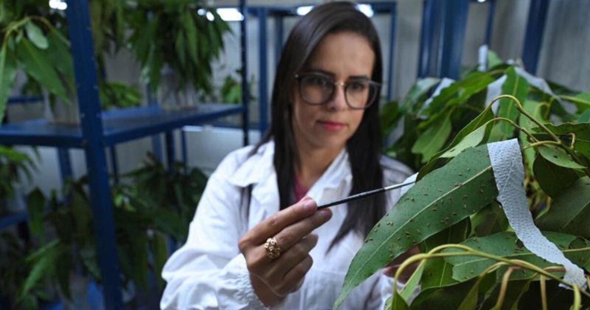 Mulher com jaleco branco e óculos realiza análise em folhas de eucalipto utilizando uma pinça ou instrumento semelhante. Ela está em um ambiente controlado, com diversas plantas organizadas em estantes metálicas azuis, possivelmente um laboratório ou estufa de pesquisa. A imagem remete a estudos científicos relacionados à botânica, manejo florestal ou controle de pragas, no contexto do cultivo de eucalipto em Minas Gerais, vinculado à empresa Gerdau (eucalipto, gerdau, mg)