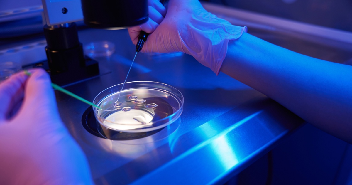Imagem de um procedimento de reprodução assistida em laboratório, mostrando mãos com luvas manipulando uma placa de Petri sob luz azul. Um dos instrumentos está sendo usado para manipular ou injetar material genético em óvulos, representando um estágio de fertilização in vitro (FIV). A cena ocorre em ambiente estéril, com equipamentos laboratoriais visíveis ao fundo.