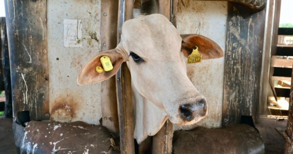 iBOI lança nova versão de brinco IoT para pecuária com tecnologia Qualcomm