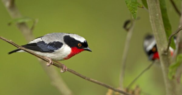 Banco genômico nacional quer ajudar a conservar espécies brasileiras